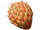 Spineberry Fruit