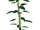 Shade Leaf Cane