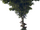 Stairfoot Tree