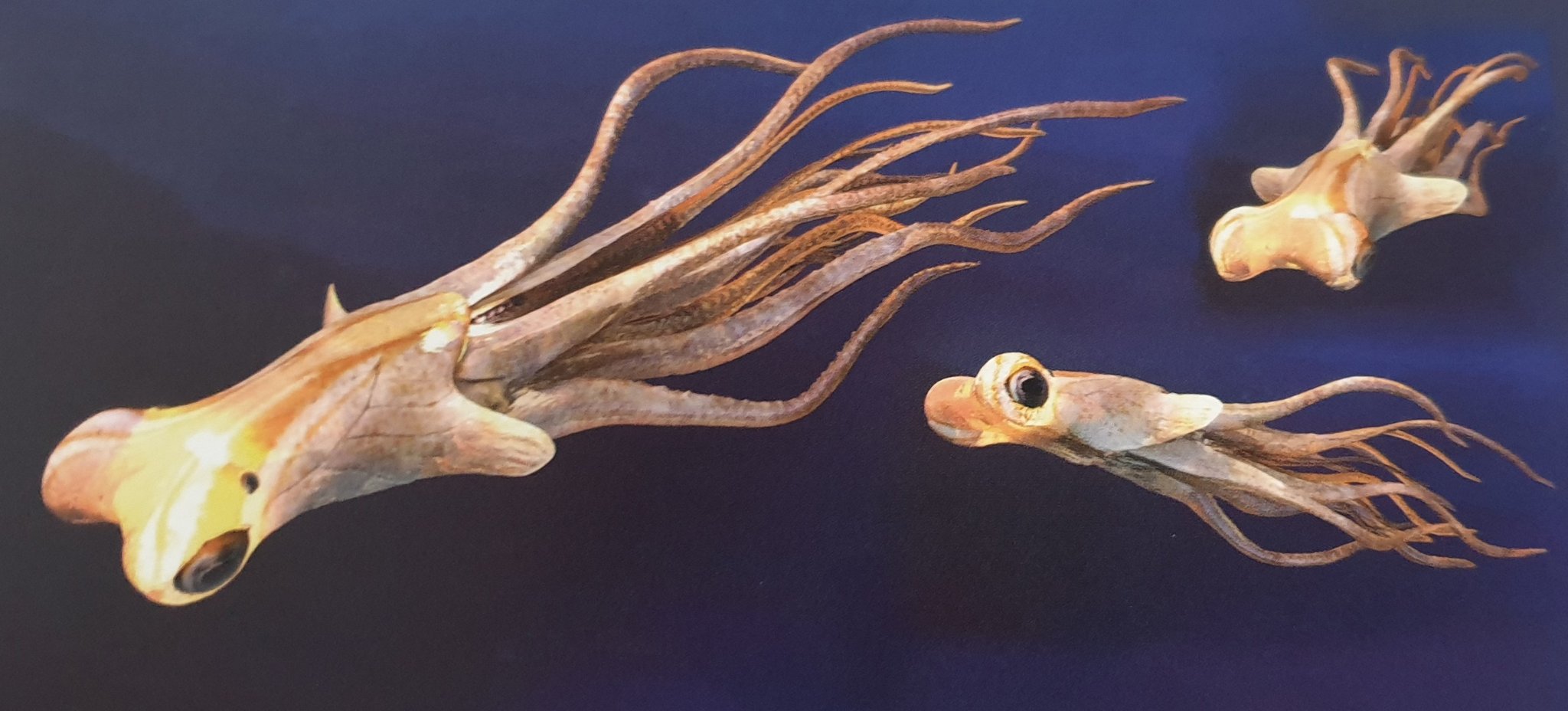 File:Squid Gate.jpg - Wikipedia