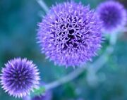 Blue-to-purple-perennial-flowers-1.jpg