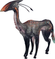 Canyon Meer Deer
