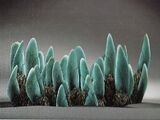 Bladder Polyp