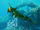 Shrimp from avatar.png