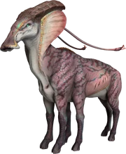 Flathead Ram