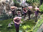 In Pandora: The World of Avatar