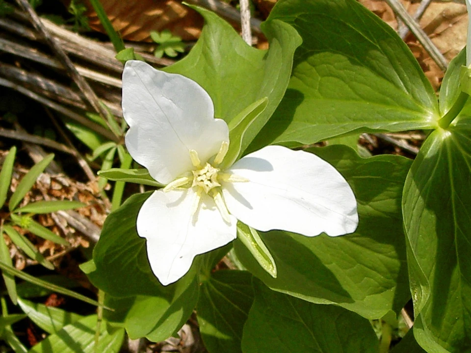 オオバナノエンレイソウ Japan Fandom