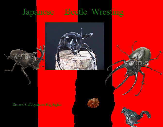 Japanese Beetle Wresting Japanese Bug Fights TV Wiki Fandom
