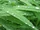 Greengrass-Q.jpg