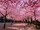 Cherry-blossoms-sakura-spring-1-greatest-images-amazing-2013-great-atmosphere.jpg