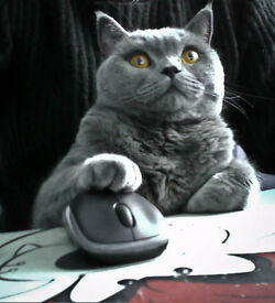 Catmouse.jpg