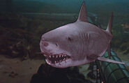 Great White Shark from Jaws the Revenge 1-0
