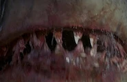 Great White Shark from Jaws 5.jpg (7 KB)