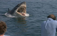 Great White Shark from Jaws 4