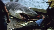 Bruce in a behind-the-scenes photo of Quint's death.
