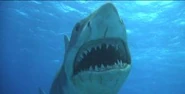 Jawstrshark.jpg (6 KB) Vengeance underwater.