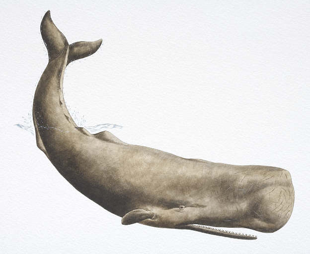 sperm whale attack