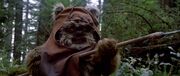 Wicket