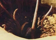 Der Sarlacc in der Grube von Carkoon.