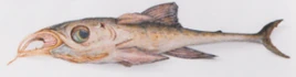 Kehlfisch