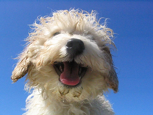 Cockapoo | The Jeerie Wiki | Fandom