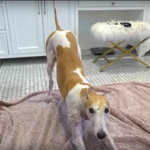 Bunny Jenna Marbles Wiki Fandom Learn which dogs rank in our roundup of the top 30 healthiest dog breeds, including average curious as to what the healthiest dog breeds are? bunny jenna marbles wiki fandom