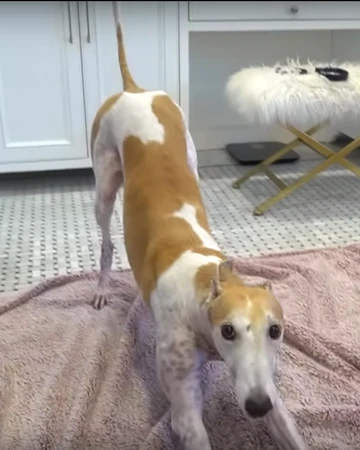 jenna marbles dog toys