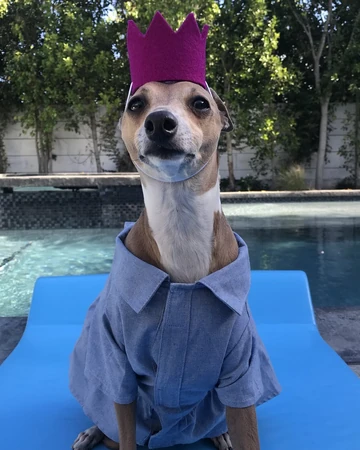 jenna marbles greyhound