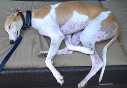 Bunny greyhound online