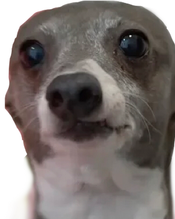 Dog Pfp Meme No Hat