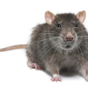 The Rats Jerma Lore Wiki Fandom