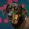 A cut out picture of Otto on a green-ish blue background with red spots