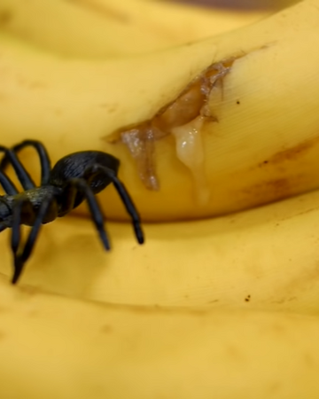 Spider In Banana Jesseandmike Wiki Fandom