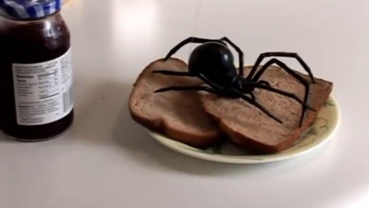 Giant Black Widow Spider | JesseAndMike Wiki | Fandom