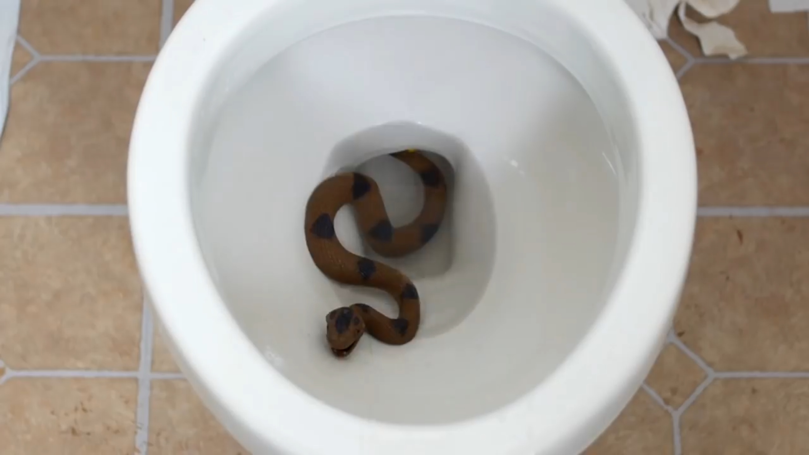 https://static.wikia.nocookie.net/jesseandmike/images/e/e0/Snake_in_a_toilet.jpg/revision/latest?cb=20200703123710