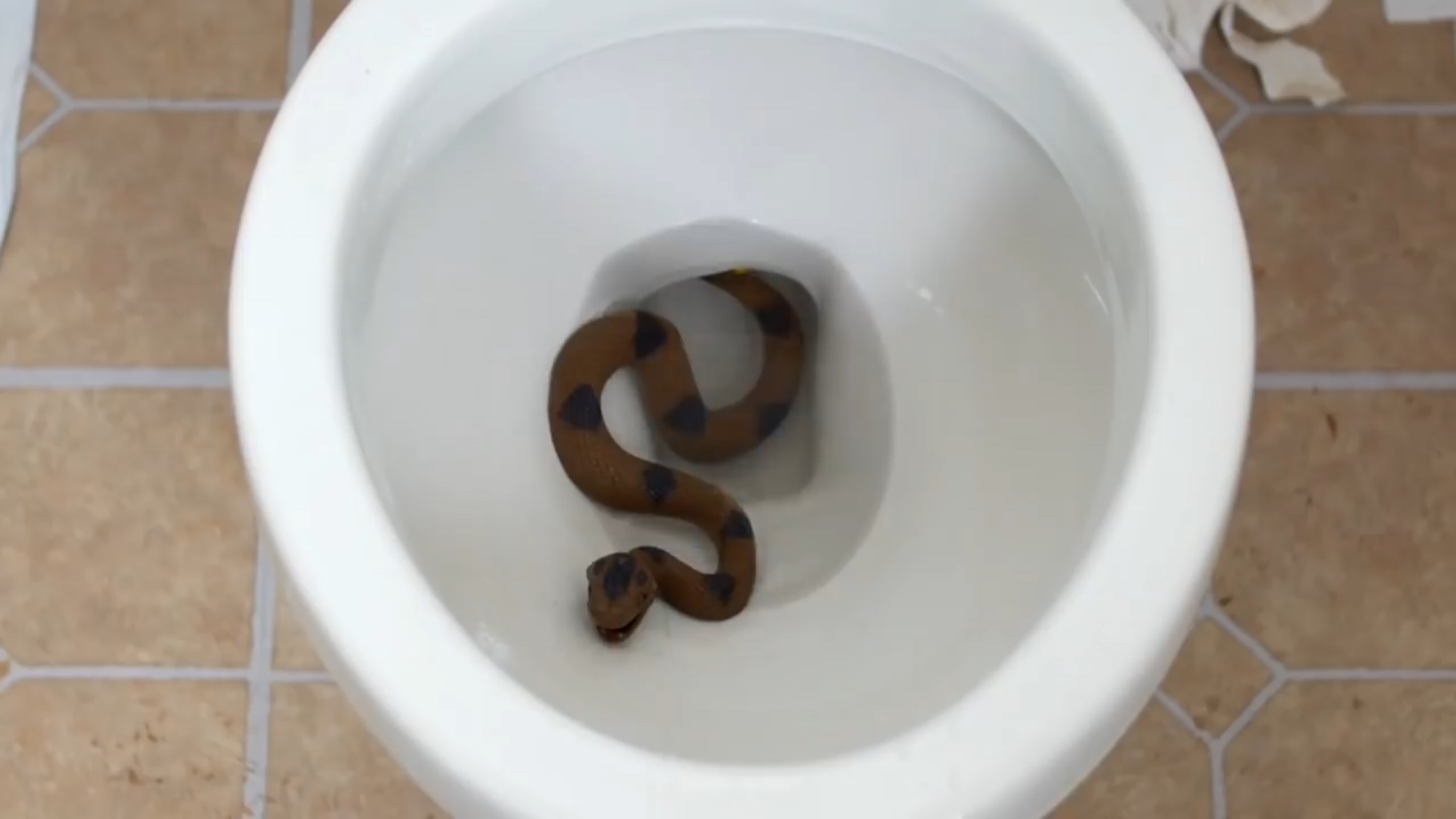 SNAKE IN TOILET!, JesseAndMike Wiki