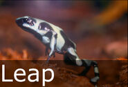 Leap caption