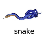 Snake