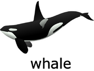 Whale