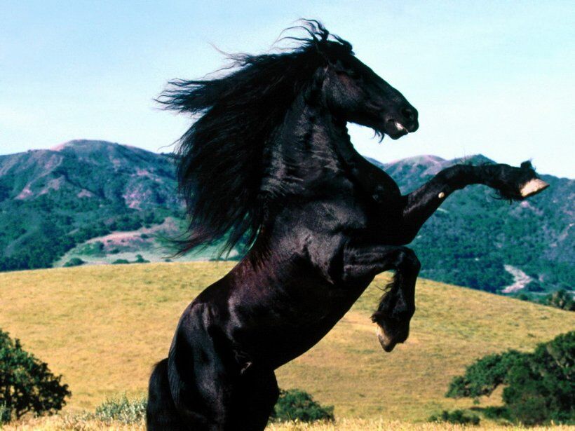 8764743-fotos-caballos-g.jpg