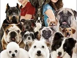 Hotel for Dogs (film)