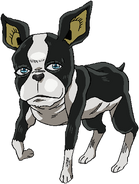 Iggy's original design in the 2014 anime