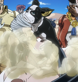 Iggy (JoJo's Bizarre Adventure: Stardust Crusaders) Sofvimates Dog