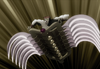 Torture.png