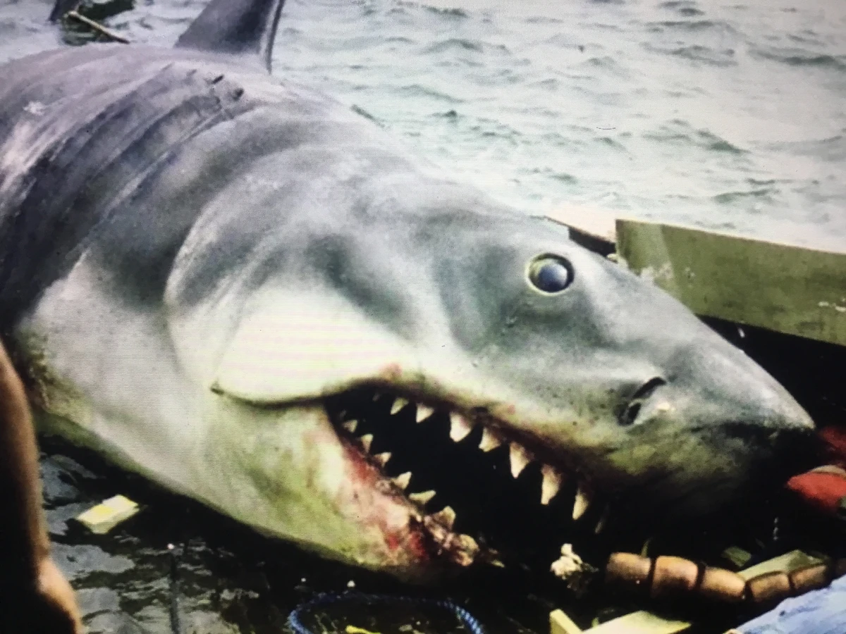 Bruce the Shark | Joey Greypaws Wiki | Fandom