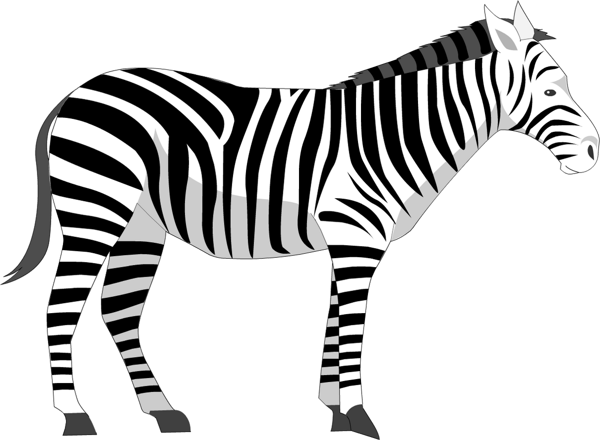 Zebra | Joey's School of Education Wiki | Fandom