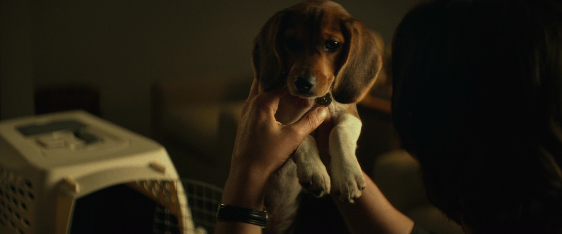 what kind of dog is in john wick