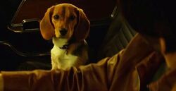 Daisy The John Wicki Fandom