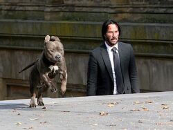 does john wick's pitbull have a name?