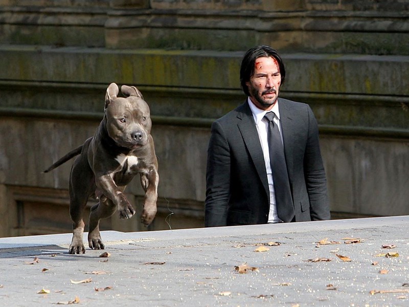 what kind of dog is in john wick